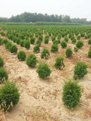 瑞景園林苗木基地