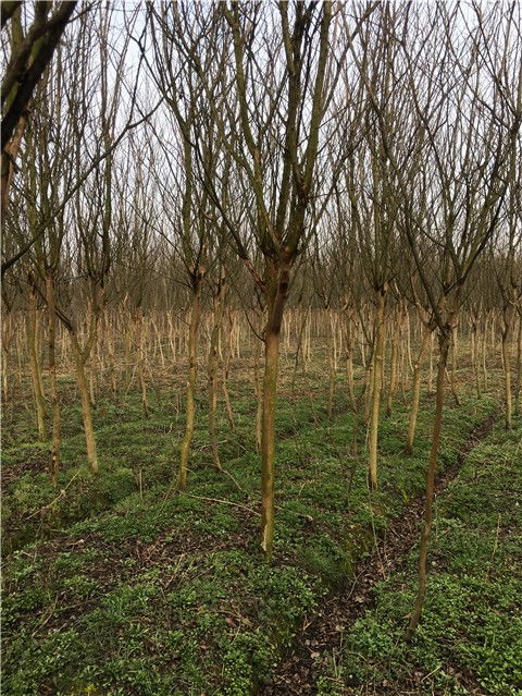 安徽8公分紫薇信陽(yáng)潢川苗木