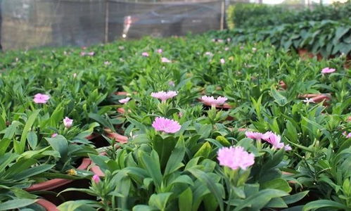 快看 2023年企石鎮迎春購花點和花卉種植場在這里