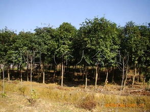 湖南宏盛苗木大量供應(yīng)6 8公分八月桂花樹歡迎各界人士前來(lái)觀苗指導(dǎo)價(jià) 湖南宏盛苗木大量供應(yīng)6 8公分八月桂花樹歡迎各界人士前來(lái)觀苗廠商 湖南宏盛苗木大量供應(yīng)6