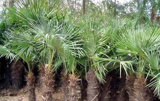 棕櫚樹(shù)苗 供應(yīng)棕櫚樹(shù)苗 陜西棕櫚樹(shù)苗