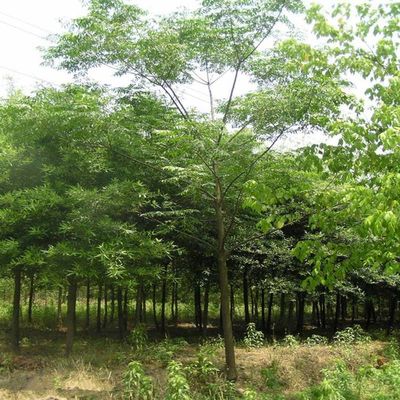 供應(yīng)【苗圃直銷】楓楊 楓楊價(jià)格 批發(fā)各種花卉苗木喬木灌木草坪草種