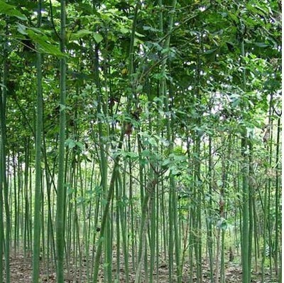 綠化苗28 -福建興輝苗木 產(chǎn)品展示(福建紅繡球、福建興輝苗木 、紅葉石蘭)-金泉網(wǎng)