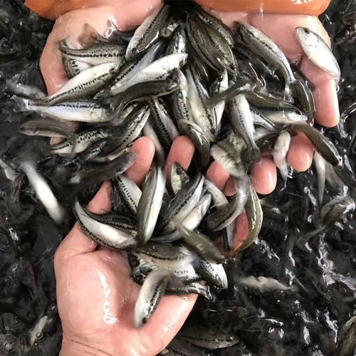 藤古龍泥鰍苗泥鰍苗投放時(shí)間及養(yǎng)殖密度夏季出來