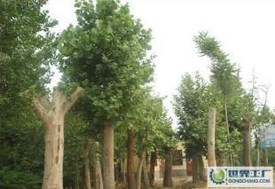 低價(jià)0法桐、欒樹、合歡、國(guó)槐、柳樹等常規(guī)苗木_農(nóng)副產(chǎn)品_世界工廠網(wǎng)中國(guó)產(chǎn)品信息庫(kù)