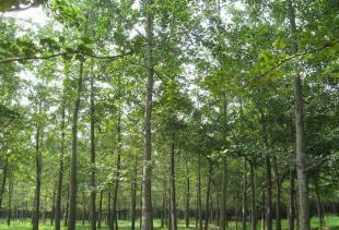 供應(yīng)銀杏 銀杏樹 銀杏苗木 銀杏實(shí)生樹 銀杏嫁接樹_農(nóng)副產(chǎn)品_世界工廠網(wǎng)中國(guó)產(chǎn)品信息庫(kù)