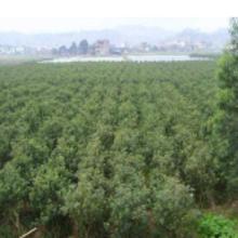 批發桂花苗價格 批發桂花苗批發 批發桂花苗廠家 