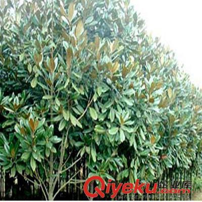 供應花卉綠化工程苗 廣玉蘭小苗批發 2-3-5-8-10公分-沭陽縣萬花軒苗圃提供供應花卉綠化工程苗 廣玉蘭小苗批發 2-3-5-8-10公分的相關介紹、產品、服務、圖片、價格沭陽縣萬花軒苗圃、綠化苗木;果樹;盆景;種子;承接綠化工程