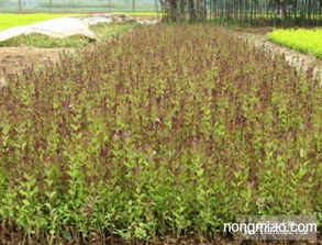 批發紅葉女貞,紅葉女貞苗,紅葉女貞球,紅頭女貞 竹類圖片及價格 沭陽縣好景園林綠化苗木場