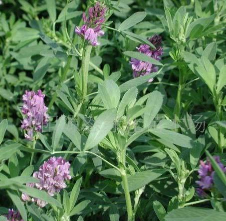 牧草種子普那菊苣、蘇丹草、苦買菜、毛苕子、(圖)