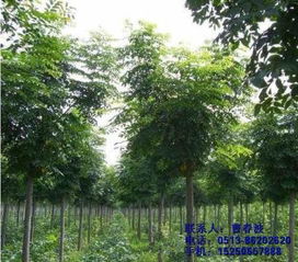 不限,價格,廠家,供應商,花木,通州區(qū)五甲鎮(zhèn)綠軒苗木種植園 熱賣促銷 阿土伯網(wǎng)