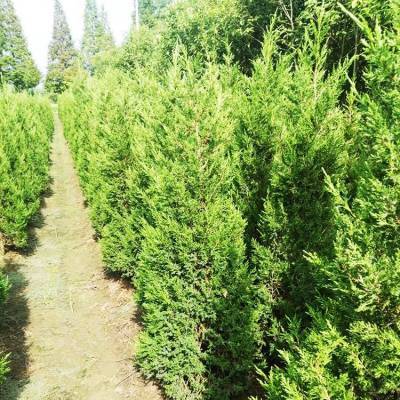 銷售信息 30公分側(cè)柏 側(cè)柏小苗 帥陽(yáng)苗木 實(shí)地價(jià)格查詢