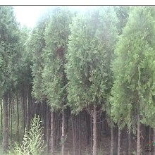 2019綠化苗木價格 報價 綠化苗木批發 園林網