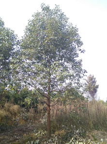 【香樟樹多少錢一棵,香樟樹優質綠化苗木,成都香樟】- 