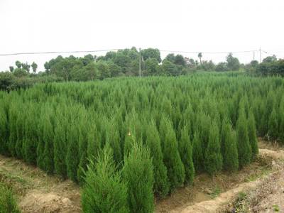 安康塔柏廉價(jià)批發(fā) 塔柏常見(jiàn)病害圖片_高清圖-陜西雨果園林苗木基地