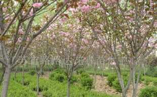 供應櫻花、喬木灌木、紫薇、廣玉蘭 沭陽苗木_農副產品_世界工廠網中國產品信息庫