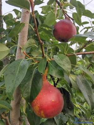 【梨苗爬秧咋管口碑廠家黃金梨苗大型基地】泰安高新區(qū)旺運苗木中心 - 產(chǎn)品庫