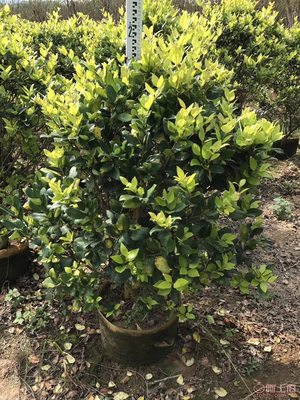 【興輝園藝場直銷金森女貞袋苗、園林綠化、農(nóng)戶種植】綠化苗木,價格,廠家,供應(yīng)商,花木,龍海市東泗興輝園藝場 - 產(chǎn)品庫