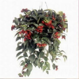 森記園花卉出入口公司提供種苗,綠化苗木,殺蟲藥等產品