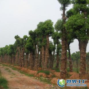 供應(yīng)苗木供應(yīng)商;湖南香樟,中國(guó)香樟網(wǎng),求購(gòu)香樟,香樟價(jià)格_農(nóng)副產(chǎn)品_世界工廠(chǎng)網(wǎng)中國(guó)產(chǎn)品信息庫(kù)