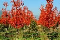 供應(yīng)【美國(guó)秋紅楓】【山東美國(guó)秋紅楓】【美國(guó)秋紅楓價(jià)格】歐楓苗木_農(nóng)副產(chǎn)品_世界工廠(chǎng)網(wǎng)中國(guó)產(chǎn)品信息庫(kù)