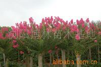 【綠化設(shè)計(jì)圖中的喬木與灌木之分】?jī)r(jià)格、產(chǎn)品供應(yīng),綠化設(shè)計(jì)圖中的喬木與灌木之分廠(chǎng)家批發(fā)-1024商務(wù)網(wǎng)