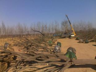 直銷(xiāo)毛白楊國(guó)槐白蠟千頭椿速生楊等苗木_農(nóng)副產(chǎn)品_世界工廠(chǎng)網(wǎng)