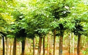 供應(yīng)綠化苗木價(jià)格_供應(yīng)綠化苗木廠(chǎng)家_世界工廠(chǎng)網(wǎng)產(chǎn)品信息庫(kù)