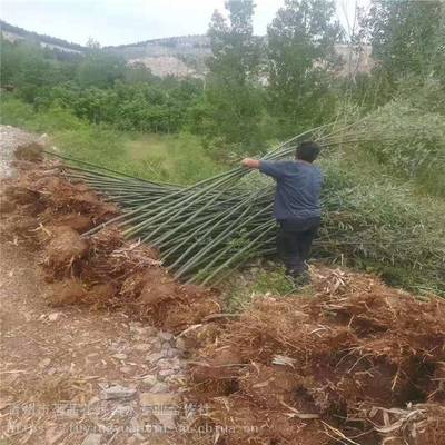主營產品:花卉租擺、工廠綠化工程、各種綠化苗木、花卉基地直銷