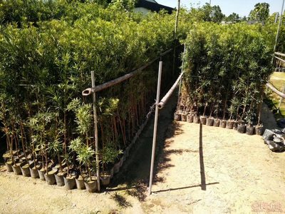 【羅漢松培養(yǎng)基地、羅漢松小苗直銷、質(zhì)優(yōu)價(jià)廉】綠化苗木,價(jià)格,廠家,供應(yīng)商,花木,龍海市東泗興輝園藝場(chǎng) - 產(chǎn)品庫(kù)