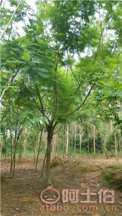 【四川藍(lán)花楹開(kāi)花基地直銷,漳州藍(lán)花楹基地供應(yīng)價(jià)格】綠化苗木,價(jià)格,廠家,供應(yīng)商,花木,漳浦縣閩龍花卉種植園 - 產(chǎn)品庫(kù)