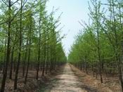 供應(yīng)山東銀杏苗木,優(yōu)質(zhì)銀杏苗木,銀杏樹(shù)_紡織、皮革_世界工廠網(wǎng)中國(guó)產(chǎn)品信息庫(kù)