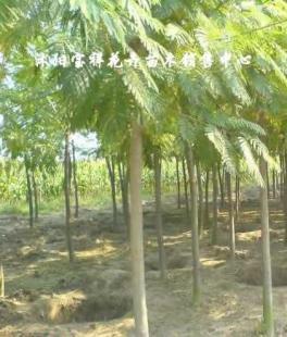 供應(yīng)綠化苗木:低價(jià)出售各種合歡、銀杏、廣玉蘭等_農(nóng)副產(chǎn)品_世界工廠網(wǎng)中國(guó)產(chǎn)品信息庫(kù)