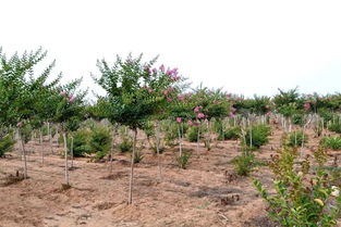 同一種苗木,價(jià)格卻不同的幾個(gè)原因