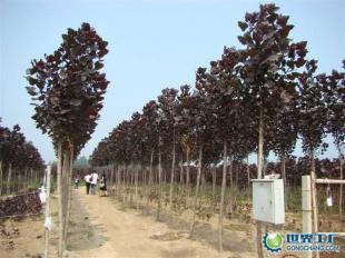 供應全紅楊、紅桂、紅葉石楠等綠化苗木_農副產品_世界工廠網中國產品信息庫