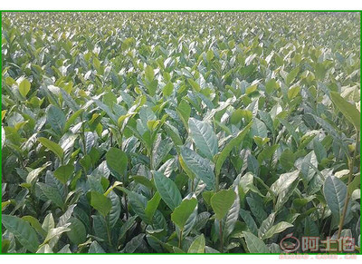 【成都福鼎大白茶苗純正品種#福鼎大白茶苗苗圃】福鼎大白茶苗,價(jià)格,廠家,供應(yīng)商,其他農(nóng)業(yè),雅安市名山區(qū)惠農(nóng)苗木種植農(nóng)民專業(yè)合作社 - 產(chǎn)品庫(kù)