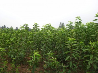 梨樹(shù)圖片|苗木|苗木圖庫(kù)|597苗木網(wǎng)