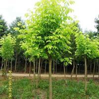 彩葉苗木 - 苗木供應(yīng)信息 - 易縣旭東宿根花卉彩葉樹(shù)種苗場(chǎng)