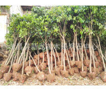 【孝感種子苗木產(chǎn)品庫(kù)】_價(jià)格/圖片/廠家_孝感種子苗木第5頁(yè) - 湖北產(chǎn)品庫(kù)