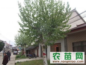 法桐價(jià)格 法桐信息 南京發(fā)桐信息指導(dǎo)價(jià) 法桐價(jià)格 法桐信息 南京發(fā)桐信息廠商 法桐價(jià)格 法桐信息 南京發(fā)桐信息廠商 圖 盡在農(nóng)苗網(wǎng) 南京青蓮苗木場(chǎng)