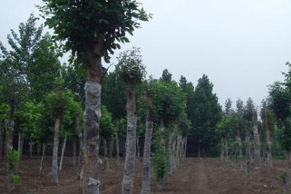 32 苗木咨詢熱線,服務態度好,專業水平高 