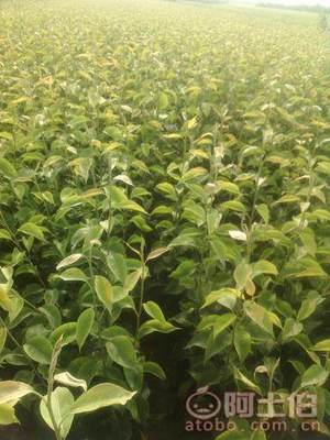 占地棗樹市場(chǎng)解析：2018年價(jià)格、產(chǎn)地與供應(yīng)商概覽