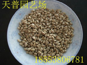 山東枸橘苗1-3年量大批發(fā)價(jià)格、廠家信息與林業(yè)種植指南