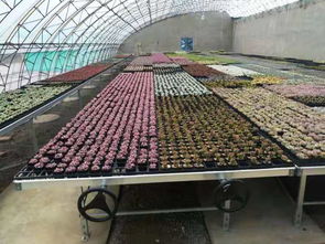 安平縣漢明育苗設(shè)備廠 專業(yè)助力林業(yè)種植，高效育苗設(shè)備引領(lǐng)行業(yè)
