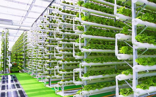 菜農(nóng)的黃昏 數(shù)字農(nóng)業(yè)時(shí)代下，90%蔬菜將來(lái)自工廠化種植