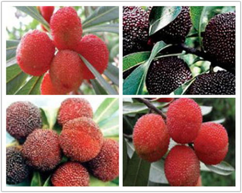 莊順果樹苗 仙越與阜陽品種的優(yōu)質(zhì)苗木特點(diǎn)