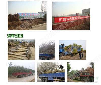 2014年河北石家莊9公分全冠速生法桐價格分析與市場前景