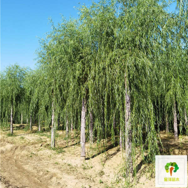 山東濟南金林苗木 林業種植的專業力量與產品大全